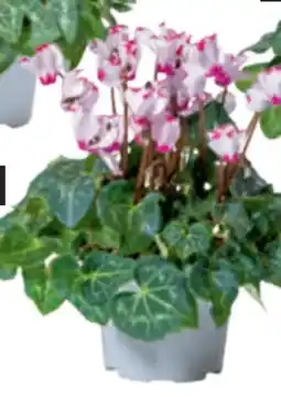 toom Baumarkt Alpenveilchen Viktoria Angebot