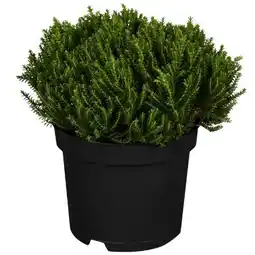 toom Baumarkt Strauchveronika Greenboys Angebot