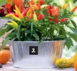 toom Baumarkt Toom Zierpaprika Angebot