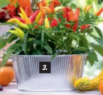 toom Baumarkt Toom Zierpaprika Angebot