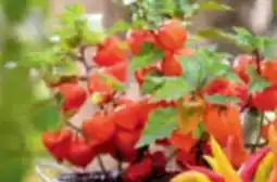 toom Baumarkt Toom Lampionblume Angebot