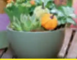 toom Baumarkt Herbst-Arrangements Angebot