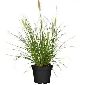 toom Baumarkt Toom Lampenputzergras Hameln Angebot