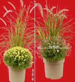 toom Baumarkt Chrysantheme mit Lampenputzergras Angebot