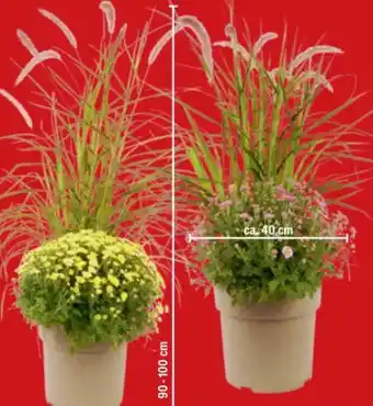 toom Baumarkt Chrysantheme mit Lampenputzergras Angebot
