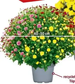 toom Baumarkt Chrysanthemen Büsche Angebot