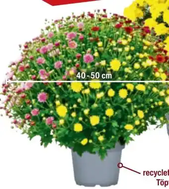 toom Baumarkt Chrysanthemen Büsche Angebot