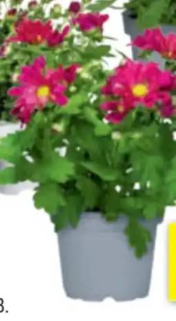 toom Baumarkt Chrysantheme Angebot