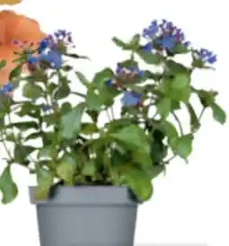 toom Baumarkt Herbstpflanzen Angebot