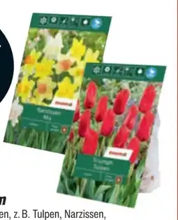 toom Baumarkt Toom Blumenzwiebeln Angebot