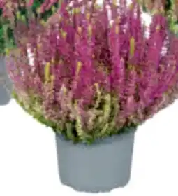 toom Baumarkt Garden Girls Knospenheide Gardengirls Angebot