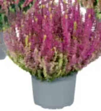 toom Baumarkt Garden Girls Knospenheide Gardengirls Angebot