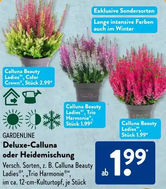 Aldi Süd GARDENLINE Deluxe-Calluna oder Heidemischung Angebot