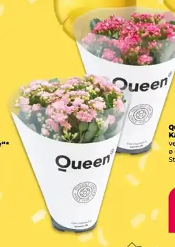NETTO Queen Kalanchoe Angebot