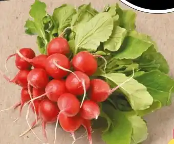 NETTO Radieschen Angebot