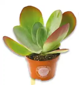 NETTO Kalanchoe Thyrsiflora Wüstenkohl Angebot