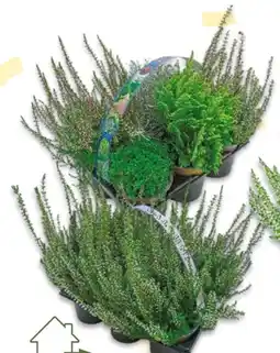 NETTO Calluna Starlight Angebot