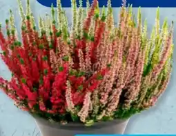 Aldi Süd Beauty Ladies Calluna Angebot