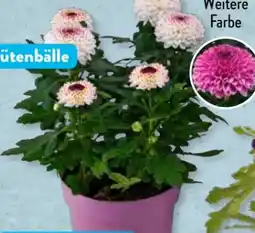 Aldi Süd Chrysanthemen Flowerpops Angebot