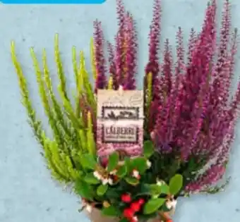 Aldi Süd Garden Girls Calluna Angebot