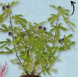 Aldi Süd Feigenbaum Ficus Carica Angebot