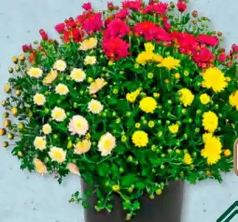 Aldi Süd Chrysanthemenbusch Trio Angebot
