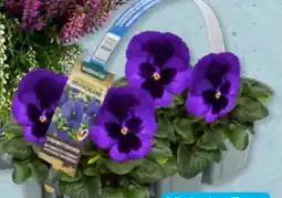 Aldi Süd Viola Angebot
