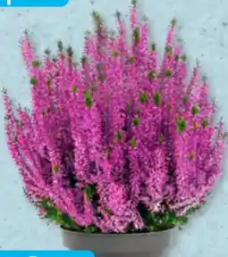 Aldi Süd Beauty Ladies Calluna Angebot