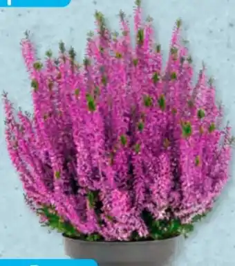 Aldi Süd Beauty Ladies Calluna Angebot