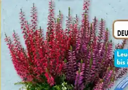 Aldi Süd Calluna Garden Girls Beautybelle Angebot