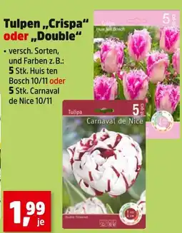 Thomas Philipps Tulipa crispa huis ten bosch Angebot
