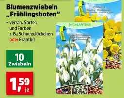 Thomas Philipps Blumenzwiebeln 'frühlingsboten' schneeglöckchen Angebot