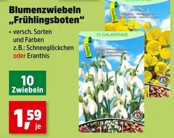 Thomas Philipps Blumenzwiebeln 'frühlingsboten' schneeglöckchen Angebot