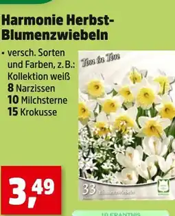 Thomas Philipps Harmonie herbst-blumenzwiebeln Angebot