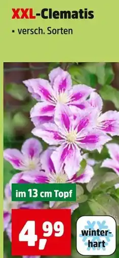 Thomas Philipps Xxl-clematis Angebot