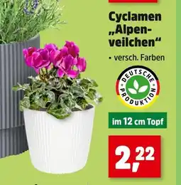 Thomas Philipps Cyclamen 'alpenveilchen' Angebot