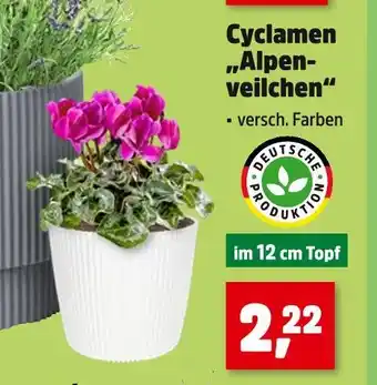 Thomas Philipps Cyclamen 'alpenveilchen' Angebot