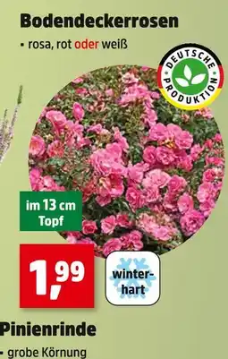 Thomas Philipps Bodendeckerrosen rosa Angebot