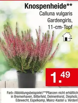 Zimmermann Knospenheide Angebot