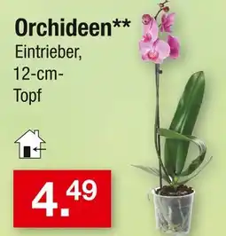 Zimmermann Orchideen Angebot