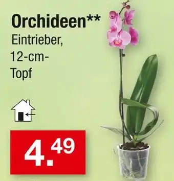 Zimmermann Orchideen Angebot