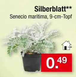Zimmermann Silberblatt Angebot