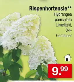 Zimmermann Rispenhortensie hydrangea paniculata limelight Angebot