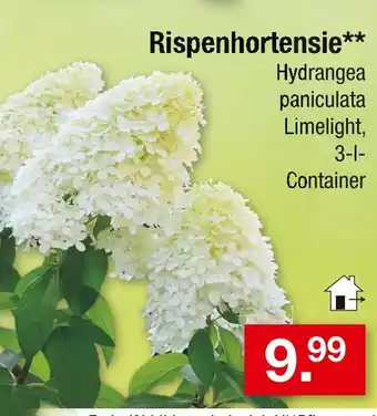 Zimmermann Rispenhortensie hydrangea paniculata limelight Angebot