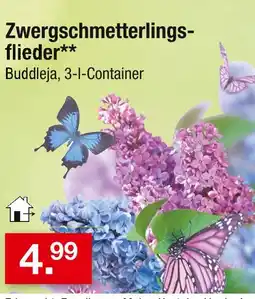 Zimmermann Zwergschmetterlingsflieder Angebot