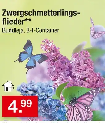 Zimmermann Zwergschmetterlingsflieder Angebot