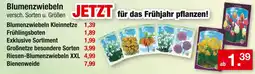 Zimmermann Blumenzwiebeln kleinnetze Angebot