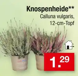 Zimmermann Knospenheide Angebot