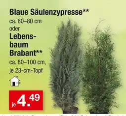 Zimmermann Blaue säulenzypresse Angebot