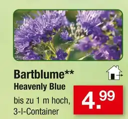 Zimmermann Bartblume heavenly blue Angebot